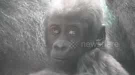Precious father's day moments between silverback gorilla and baby girl