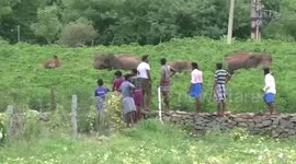Farmers in India use firecrackers and shouting to drive off elephants eating up their crops