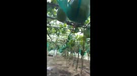 This Vietnamese village grows GIANT winter melons weighing up to 80 kilograms