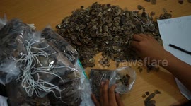 Indonesian authorities foil illegal trade of 14 kg of pangolin scales