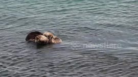 Baby sea otter won't stop bugging mum to play