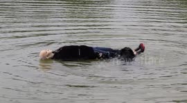 Chinese man trains dog to dive and rescue people from lake