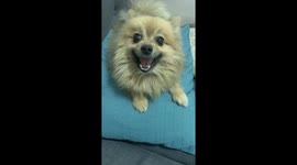 Pomeranian pup has the most incredible 'turbo sneeze'