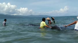 Beached whale shark rescued after getting tangled in fishing net in the Philippines