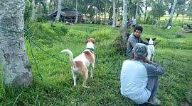 Training of hunting dogs in West Sumatra
