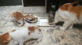 Triplets Life With Mummy Kitty