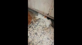 Kitty Son Fight Mother Daily In Quarantine Days