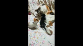 Triplets Kitty Bath