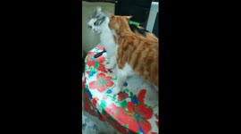 Mummy Was Involved In Son Fight
