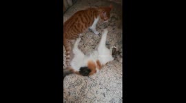 Long Mummy Kitten Fight For 1 Minute