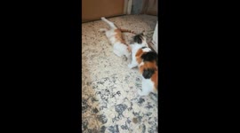 Mummy Won Against Son Fight