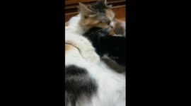 Kitties Waits In Bath Order