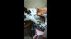 Kitty Mother Treat Her Miss Behave Son