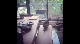 Ella the Bengal cat is on edge and shows off her reflexes