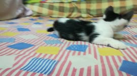Kitty Runs Alone On Bed