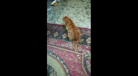 Kitty Play With Green Leaf