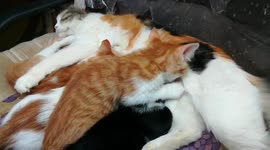 How Mother Cats Adapt To Breastfeeding