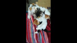 Kitty Was Happy With Mother Shower