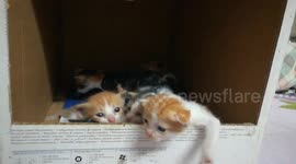 Kitties Says Where Are Your Mummy