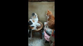 Mummy Cat Slap Her Son