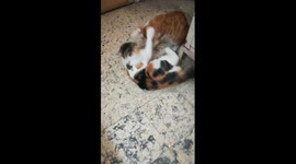 Mummy Kitty Was Forced Off After Son Fight