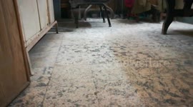 Cat Enjoy Qurantine Days
