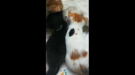 Baby Kittens Fight On Breastfeeding