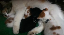 Triplets Night Milk Feeding