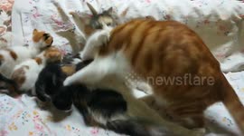 Family Kittens Fight On Bed