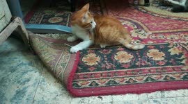 Jumper Sticks Kitty