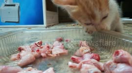 Fresh Bones Special Kitty Meal