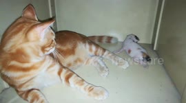 Father Kitty In Quarantine Time
