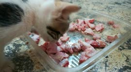 Delicious Food For Kitties