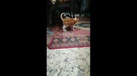 No Kitty Fight Today