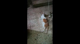 Kitty Relax On Ground After Roby Game