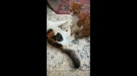Kitty Defensive Mode In Fight