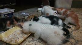 Kitties Invited To Food Concert