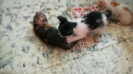 Fight After Lunch With Kitty