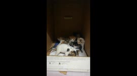 Surprise Kitties Inside Home