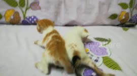 Twins First Walk Try On Bed