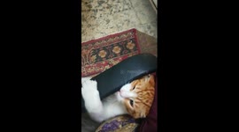 How To Entertain Cat At Night