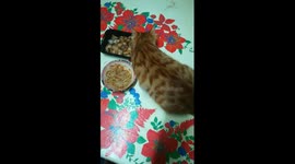 Kitty Eat Special Dish
