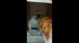 Mother Kitty About To Give Birth