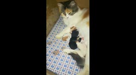 New Born Triplets Kitty In Quarantine Days