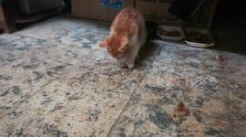 Kitty Funny Stick