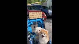 Puppies Show Support at Black Lives Matter Protest in Minneapolis