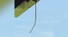 Tree snake drops in for breakfast at restaurant in Cambodia