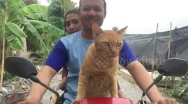 Bold cat rides shotgun in motorcycle with owners in Thailand