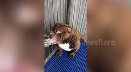American bully dog holds ice in mouth to cool off