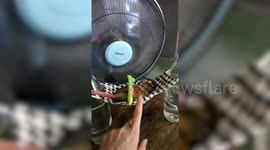 Pet bird relaxes in hammock made from face mask